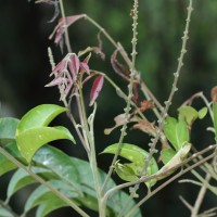 Aphanamixis polystachya (Wall.) R.Parker